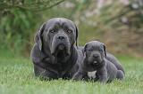 CANE CORSO 1330